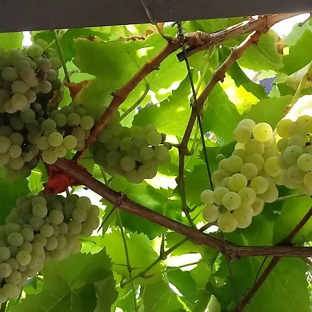 Grapes With A Bedroom דירה